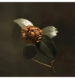 (LP) St. Paul & The Broken Bones - Young Sick Camellia (Silver Vinyl) (2026 Reissue)