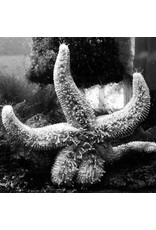 (CS) Man Meets Bear - Starfishes