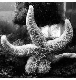 (CS) Man Meets Bear - Starfishes