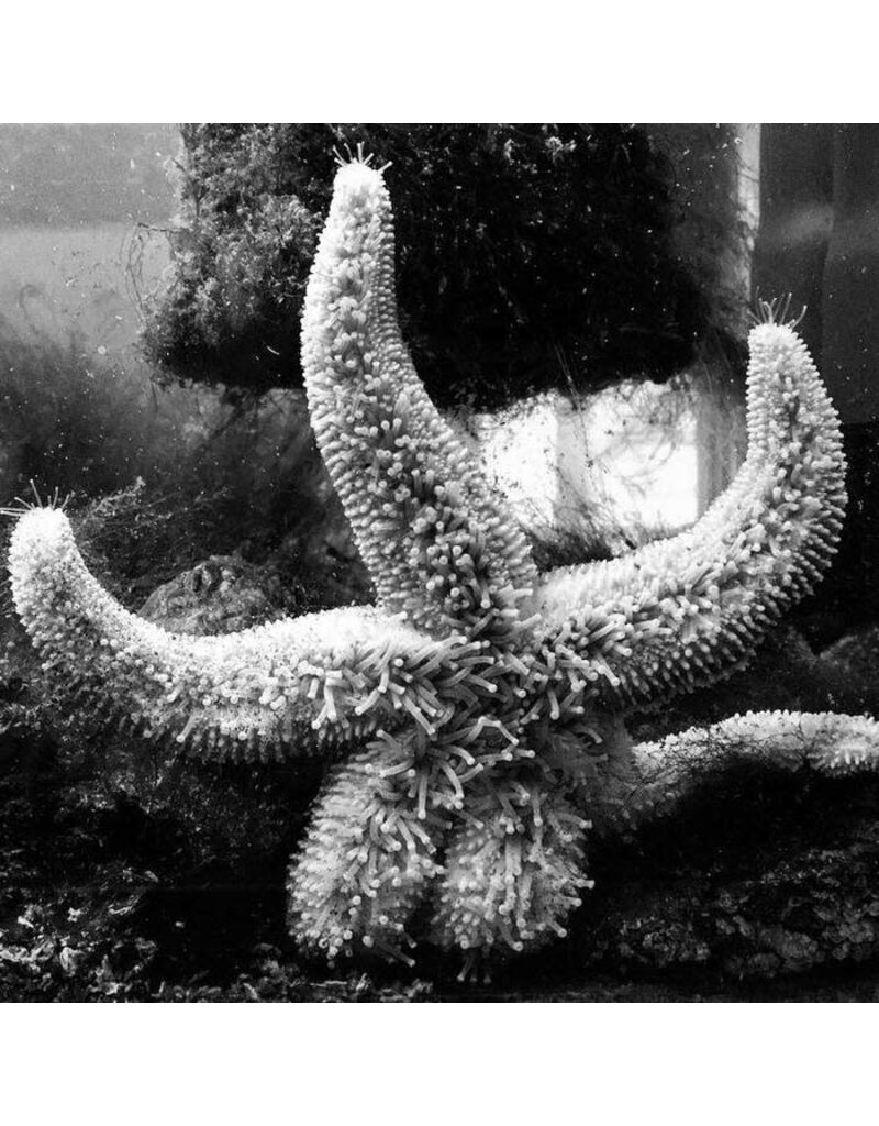 (CS) Man Meets Bear - Starfishes
