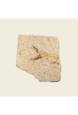 (CS) Naoto Kawate and Soren Brothers - Kyoto, Logan