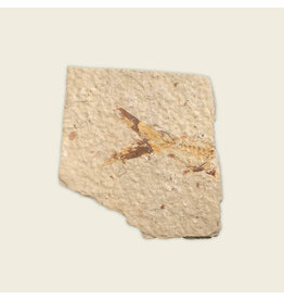 (CS) Naoto Kawate and Soren Brothers - Kyoto, Logan