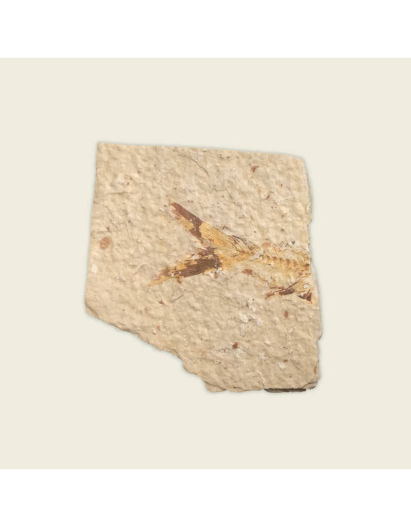 (CS) Naoto Kawate and Soren Brothers - Kyoto, Logan