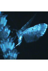 HARBOUR RECORDS (LP) Annika Bennett - Triple Shooting Star