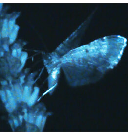 HARBOUR RECORDS (LP) Annika Bennett - Triple Shooting Star