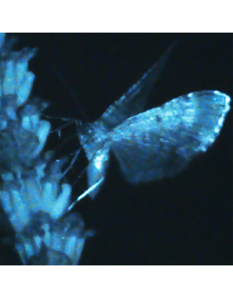 HARBOUR RECORDS (LP) Annika Bennett - Triple Shooting Star