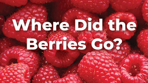 Where Did the Berries Go?