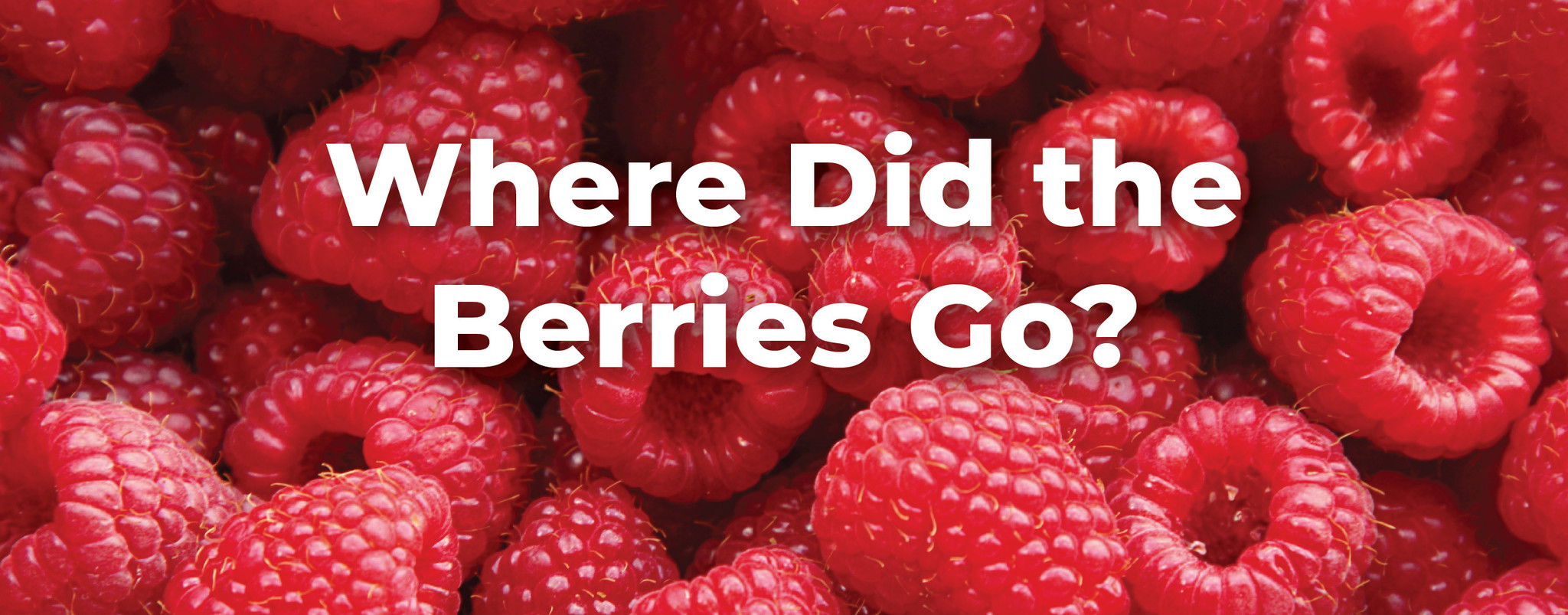Where Did the Berries Go?