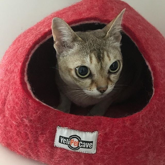 Yeti Yeti Pet Cave Red