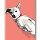 Paper Russells Jack Russel Terrier, With Belly Up Fridge Magnet