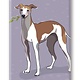 Paper Russells Italian Greyhound, Fridge Magnet