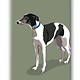 Paper Russells Whippet, Fridge Magnet