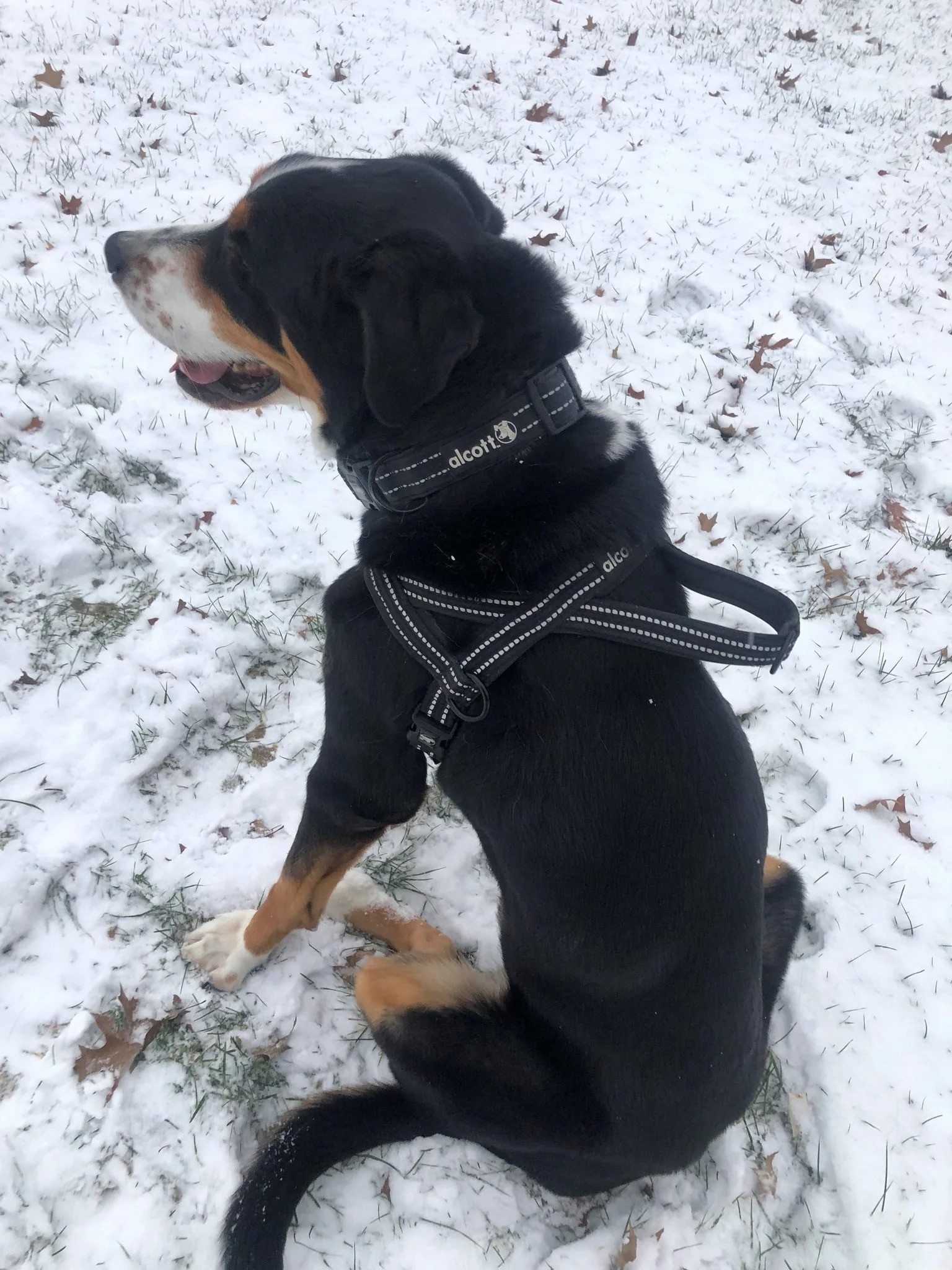 Alcott Alcott Norwegian Harness Medium Neon Red