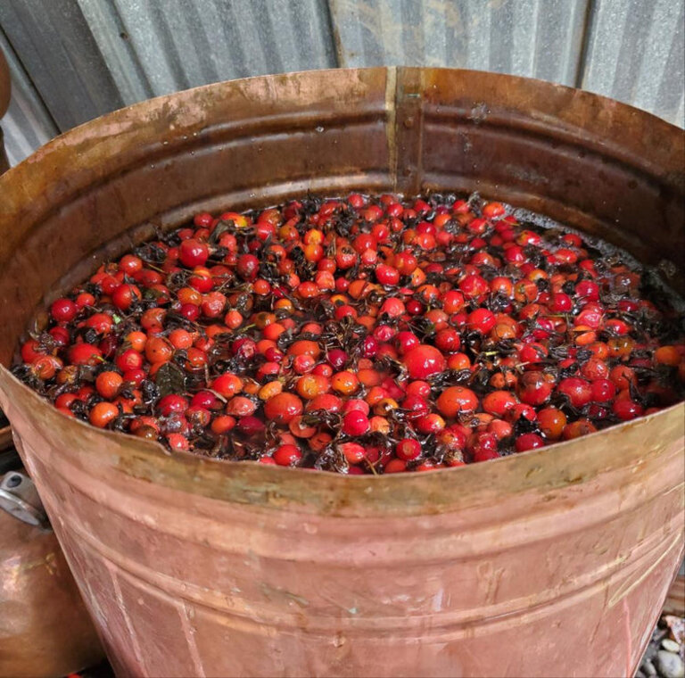 Boreal Folk Rosehip Toner