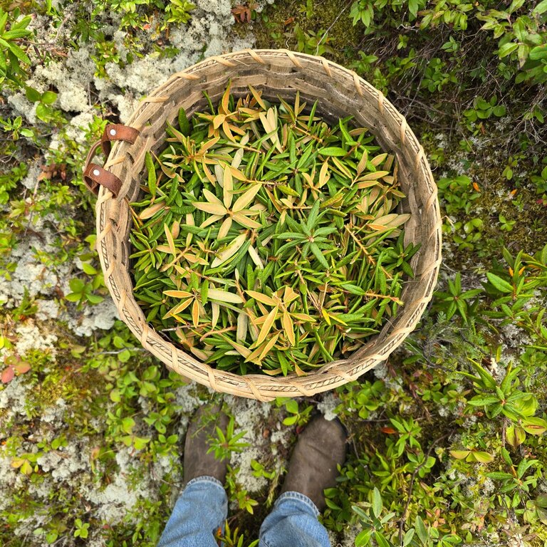 Boreal Folk Labrador Tea Vitamin C Serum