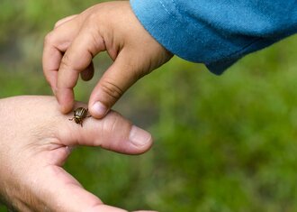 Itch no more: the best home remedies for insect bites