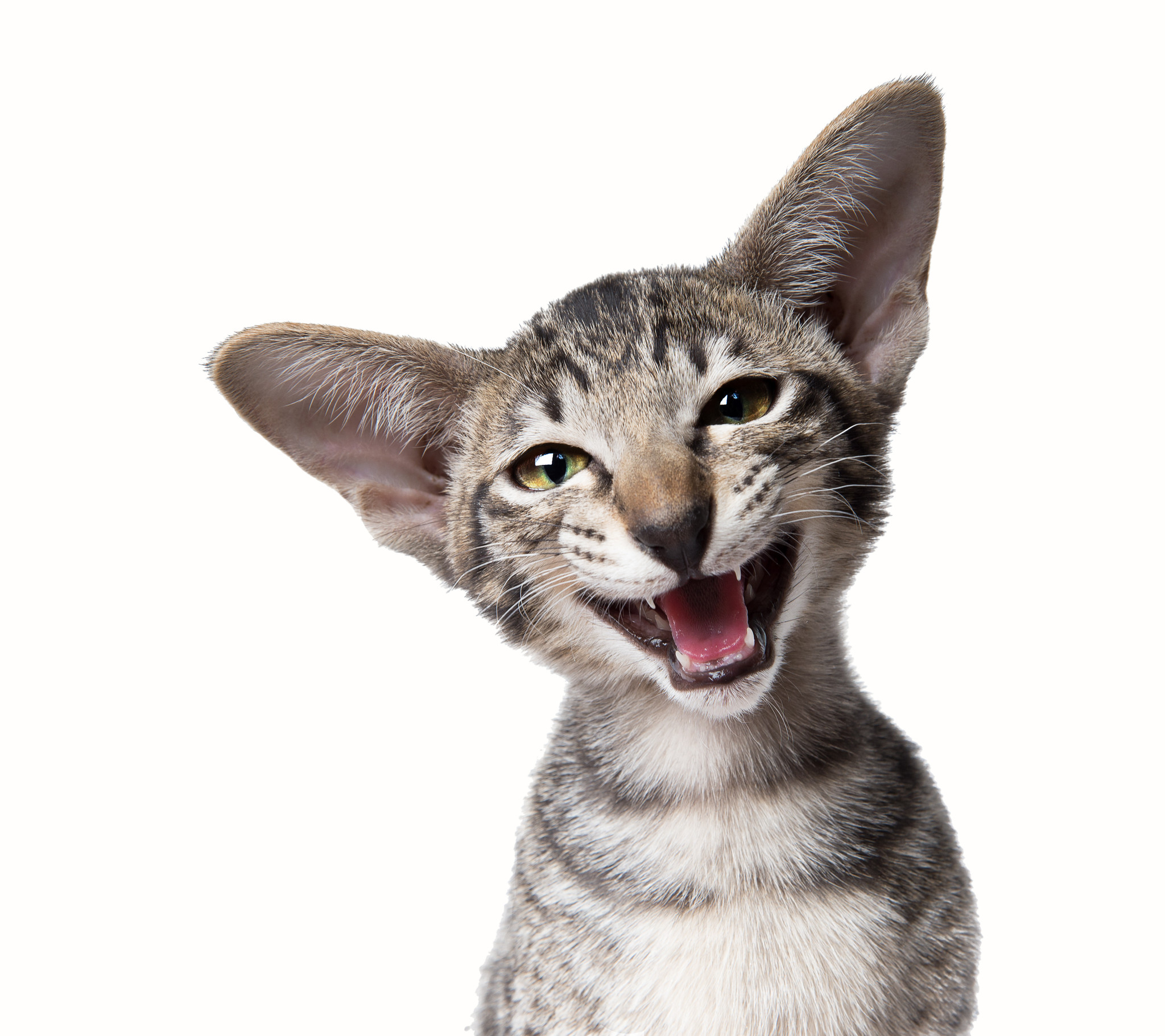 Chats