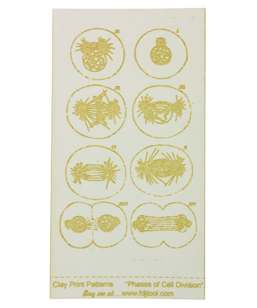 MC2627 = CLAY PRINT PATTERN - LASER CUT - PHASES OF CELL DIVISION