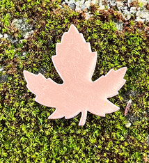 MSC55224 = COPPER SHAPE - LEAF MAPLE  24ga 29mm x 28mm (Pkg of 6)