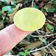 MSBR10824 = BRASS SHAPE - ROUND 1-1/2'' dia (24ga) (Pkg of 6)