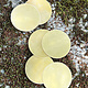MSBR10624 = BRASS SHAPE - ROUND 1'' dia (24ga) (Pkg of 6)