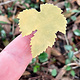 MSBR55324 = BRASS SHAPE - LEAF 52 x 43mm  24ga (Pkg of 6)