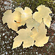 MSBR55324 = BRASS SHAPE - LEAF 52 x 43mm  24ga (Pkg of 6)