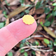 MSBR71324 = Brass Shape - Flower 12mm (Pkg of 6)