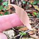 MSC57124 = COPPER SHAPE - FEATHER  24ga 2-5/16''  (Pkg of 6)