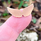 MSC59324 = COPPER SHAPE - ANGEL WINGS  24ga (Pkg of 6)