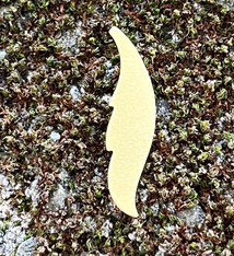 MSBR57024 = BRASS SHAPE - FEATHER 24ga (Pkg of 6)