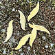 MSBR57024 = BRASS SHAPE - FEATHER 24ga (Pkg of 6)