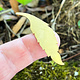 MSBR57124 = BRASS SHAPE - LEAF 2-5/16''  24ga (Pkg of 6)