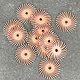 Dedeco ST9205 = Dedeco Radial Discs 5/8" 6 Micron grit (Pkg of 12)