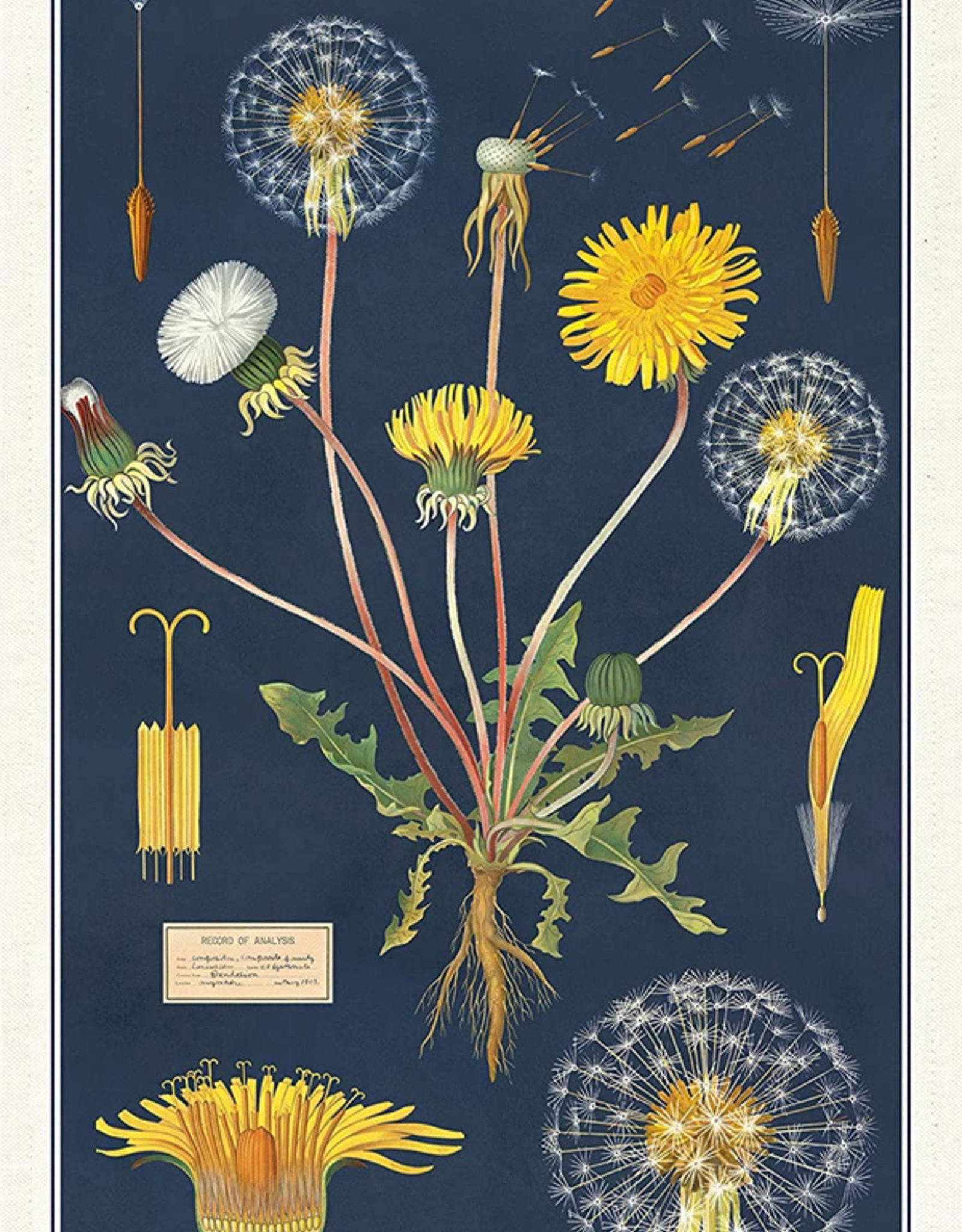 Dandelion Tea Towel