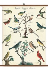 Vintage Style School Chart - Birds