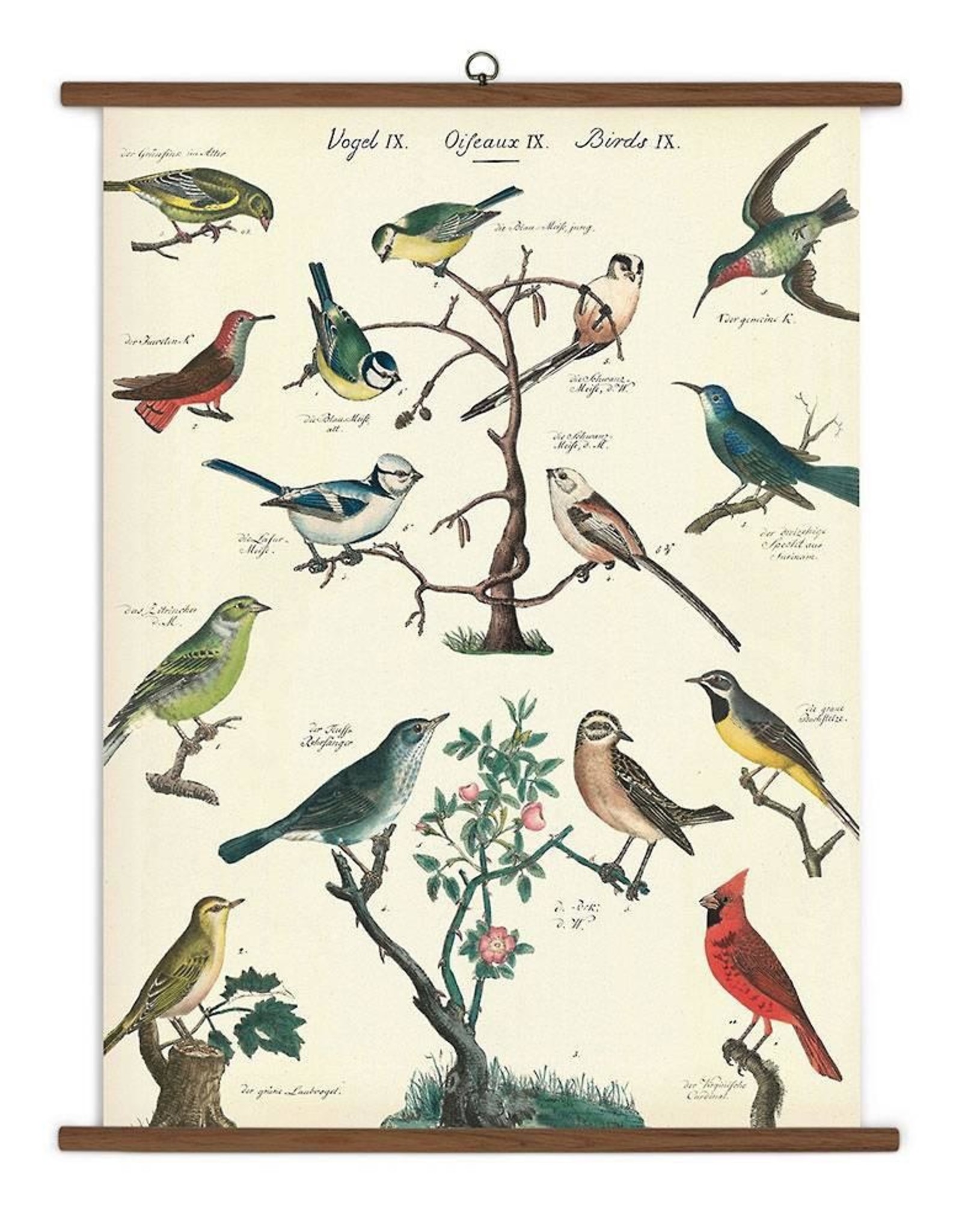 Vintage Style School Chart - Birds