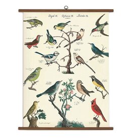 Vintage Style School Chart - Birds