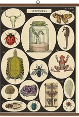 Vintage Style School Chart - Specimens