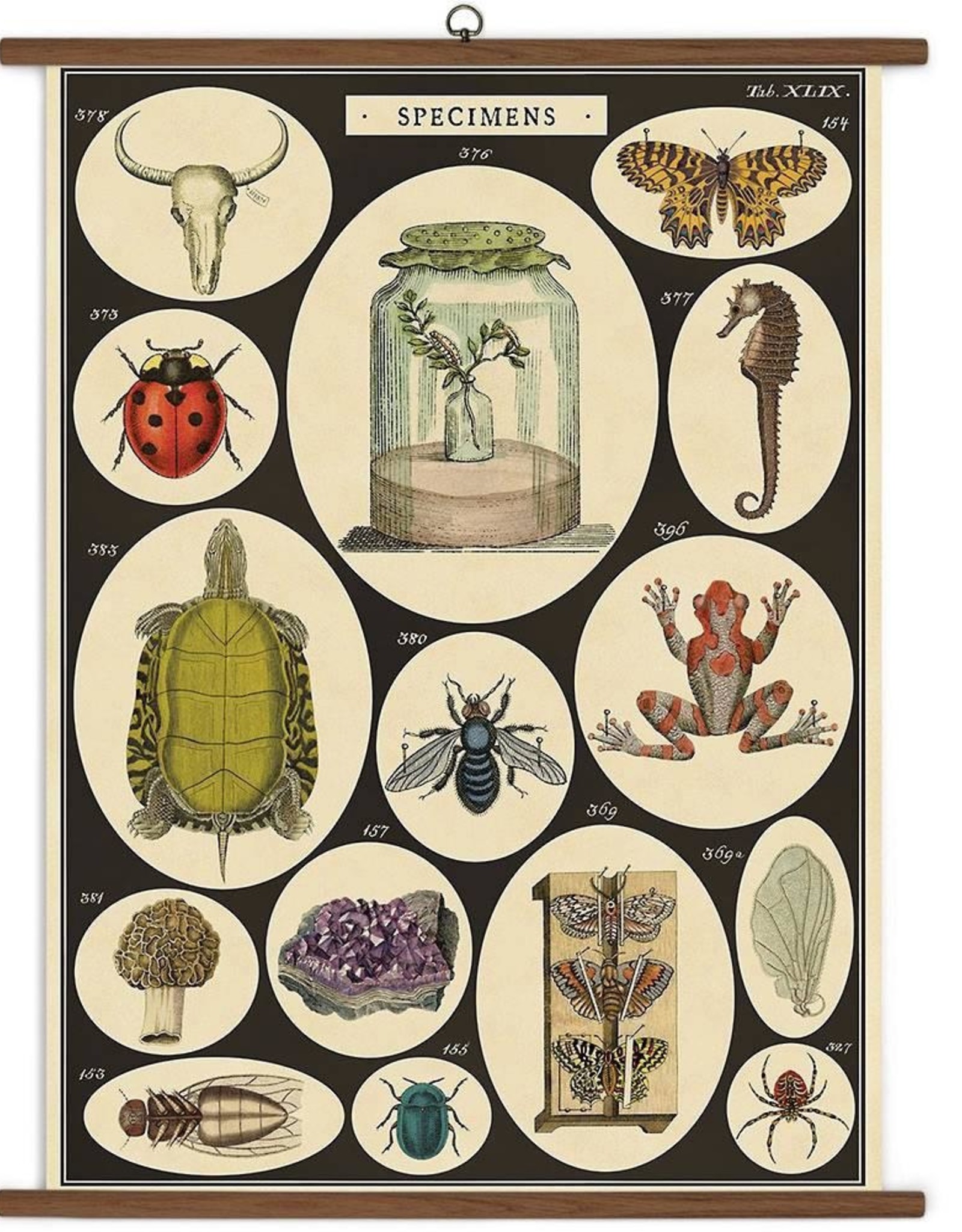 Vintage Style School Chart - Specimens