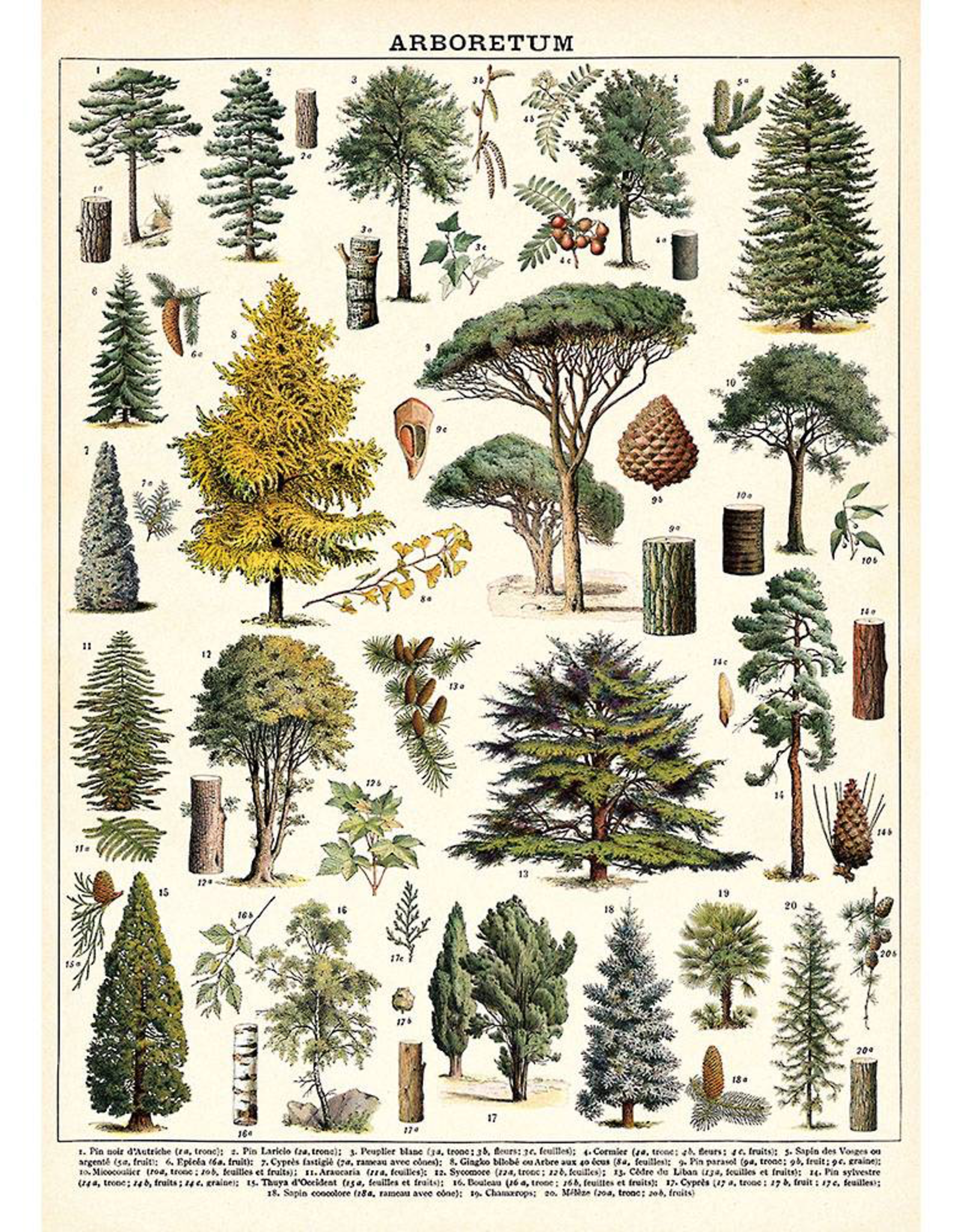 Poster Wrap Sheet - Arboretum