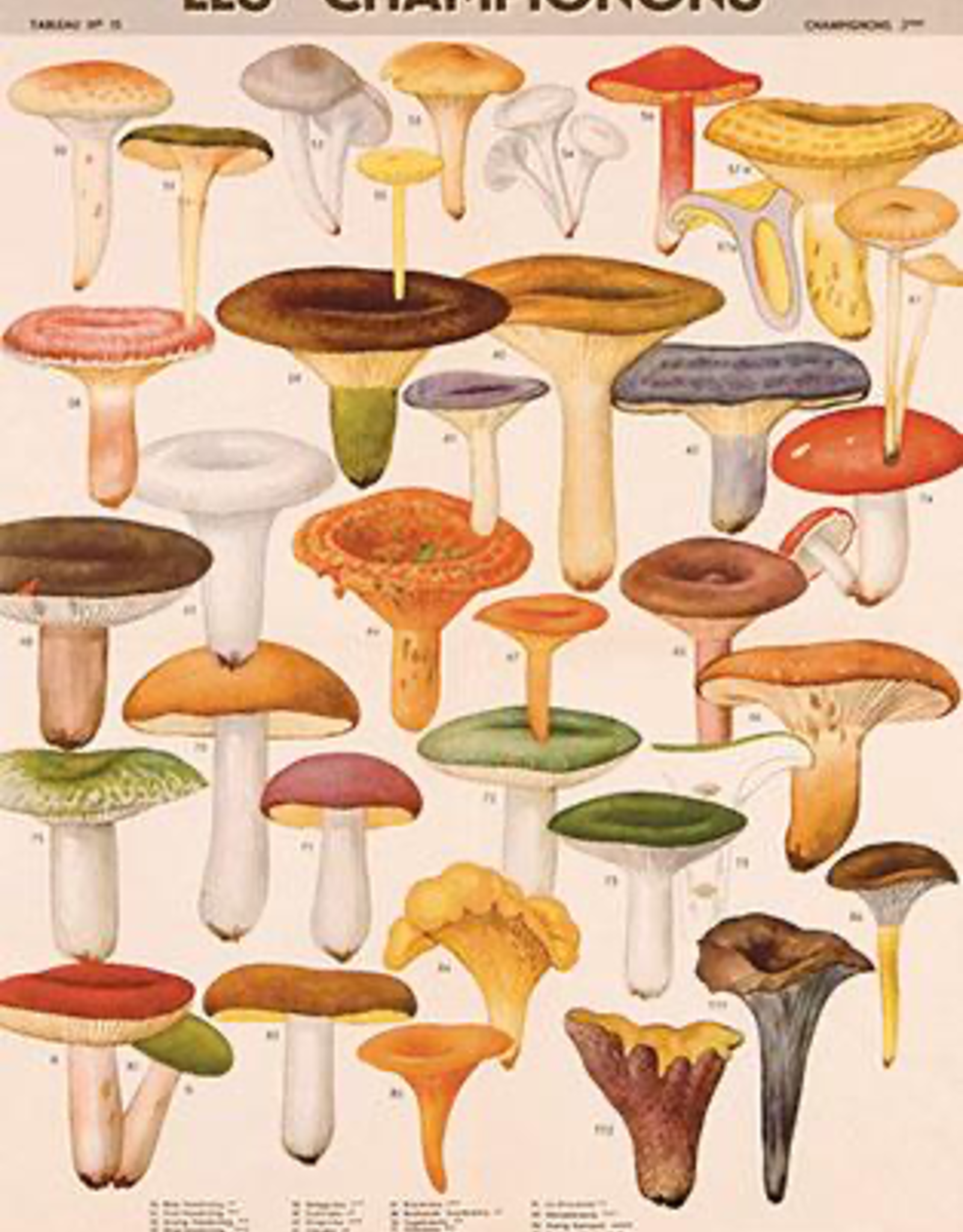 Mushrooms Poster Wrap