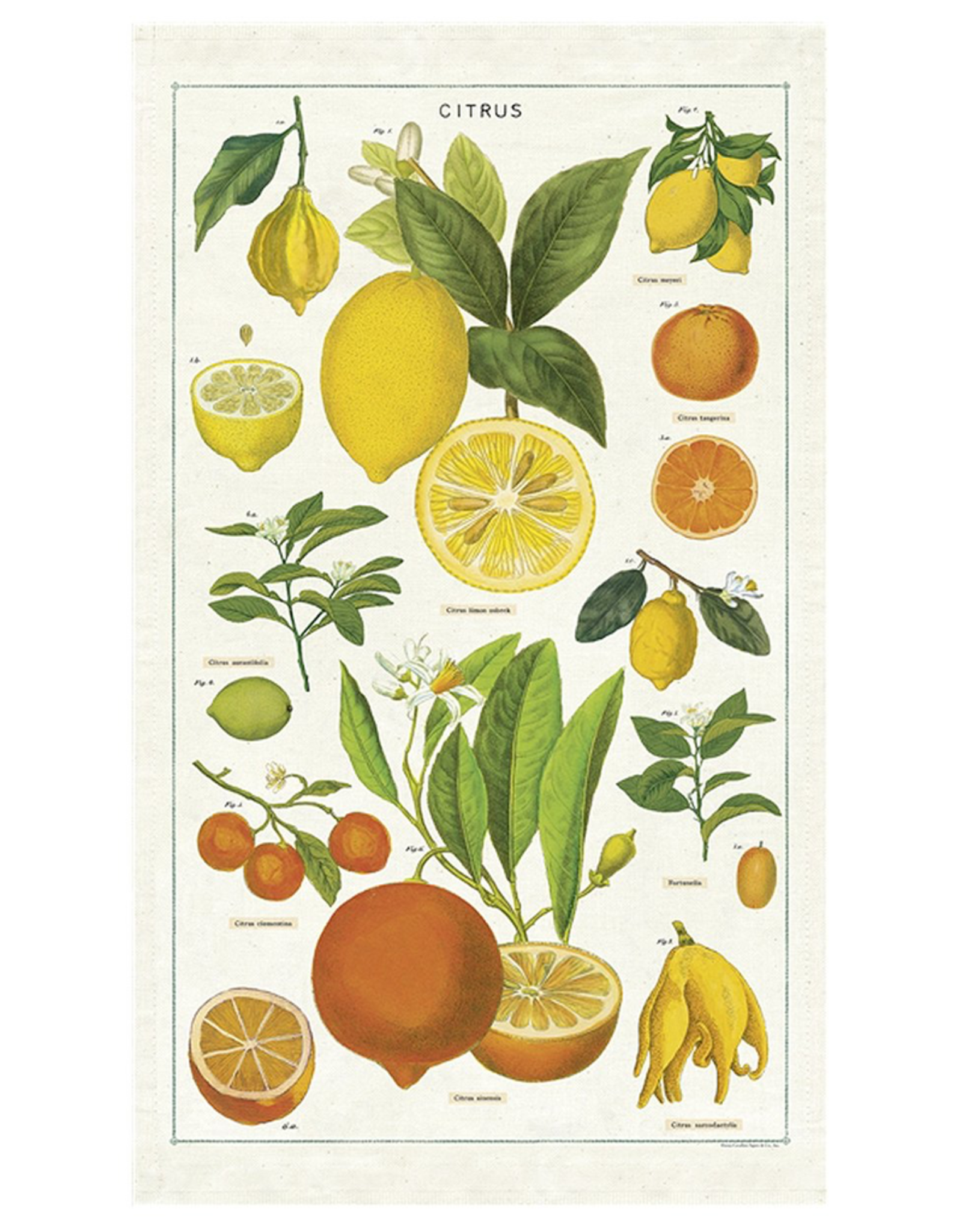 Citrus Tea Towel