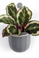 Loop Planter - Gravel