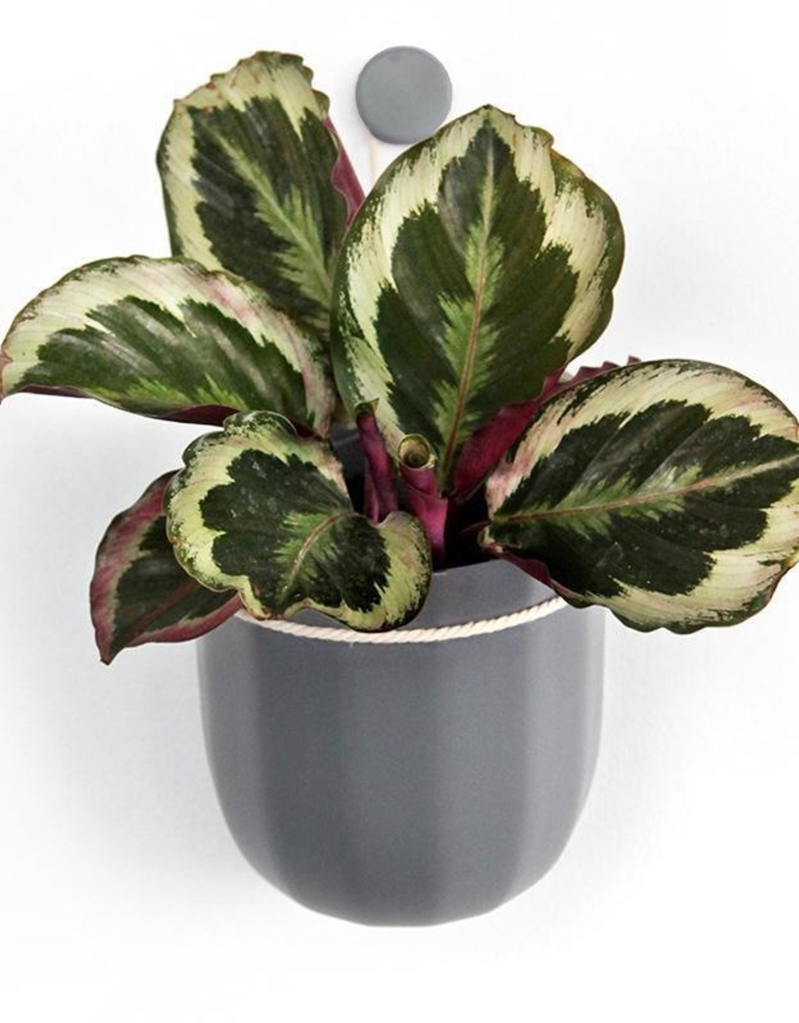 Loop Planter - Gravel