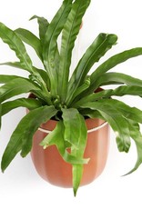 Loop Planter - Terracotta