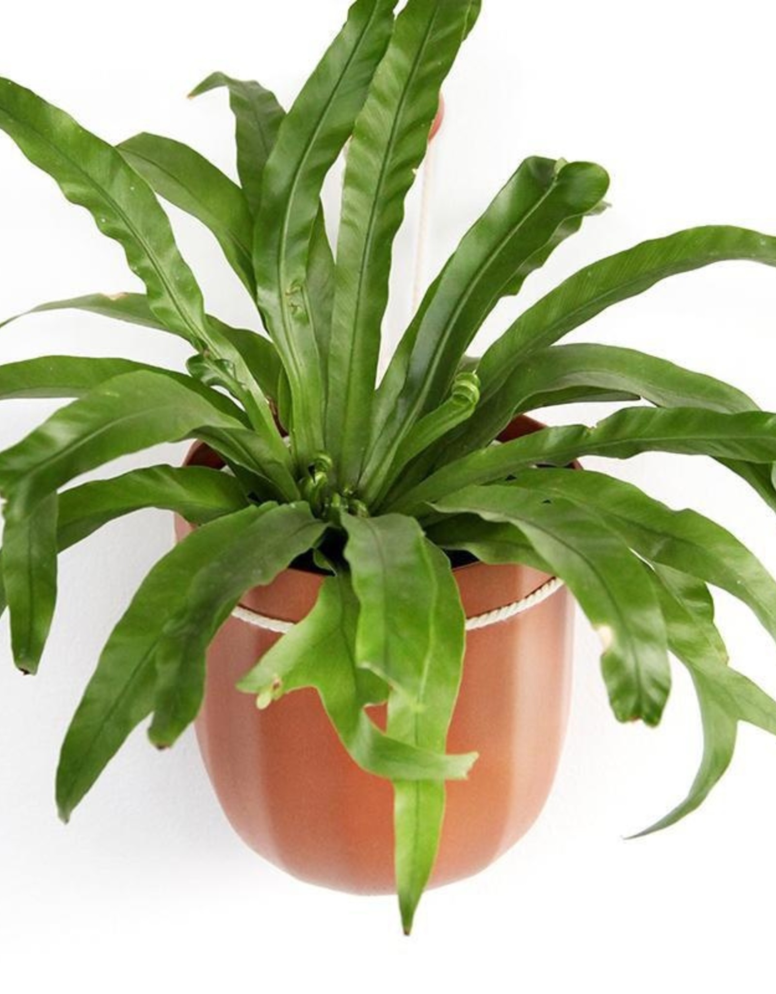 Loop Planter - Terracotta