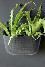 Wall Planter - Charcoal
