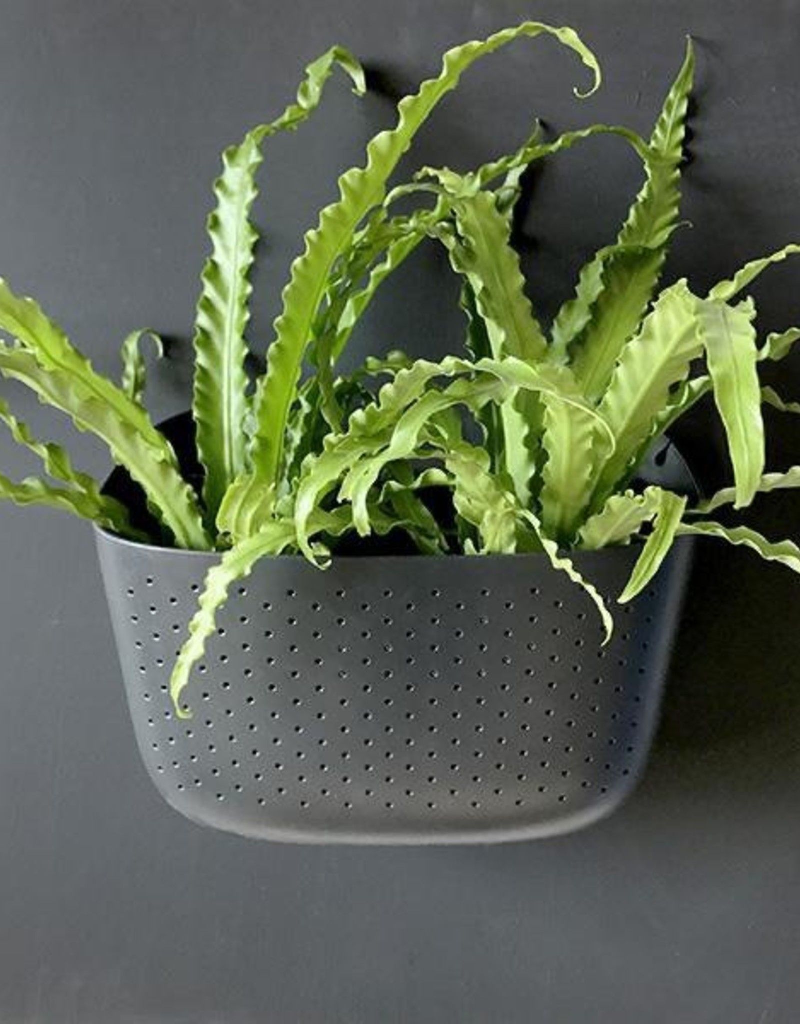 Wall Planter - Charcoal