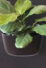 Wall Planter - Espresso